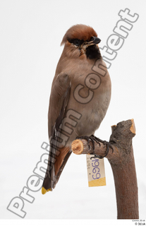 Bohemian waxwing Bombycilla garrulus whole body 0002.jpg